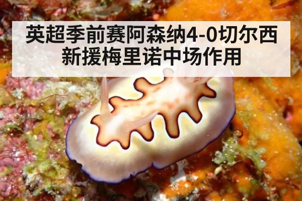 英超季前赛阿森纳4-0切尔西新援梅里诺中场作用